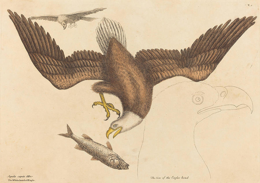 The Bald Eagle, Falco leucocephalus #2 Drawing by Mark Catesby