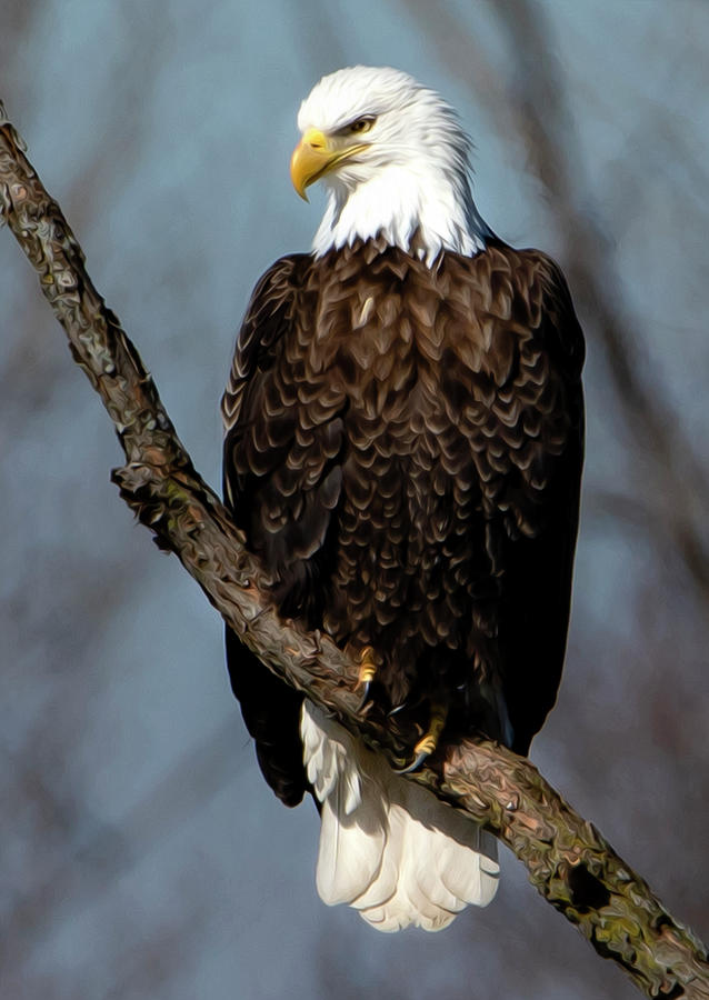 The Bald Eagle Photograph by Sandra J's - Fine Art America