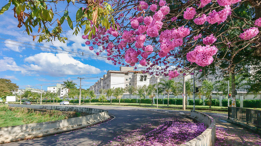 The beauty and glamor of the pink Ipê (Handroanthus) coloring and beautifying the city. #1 Photograph by CRMacedonio