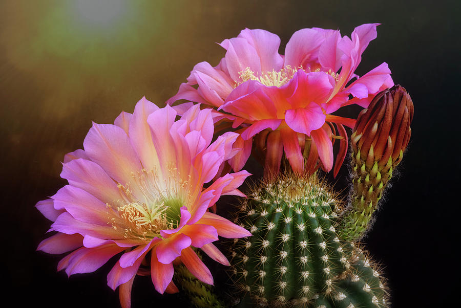 The Beauty Of A Cactus Flower  #1 Photograph by Saija Lehtonen