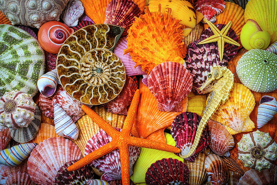 Shell Photograph - The Beauty Of Seashells #1 by Garry Gay