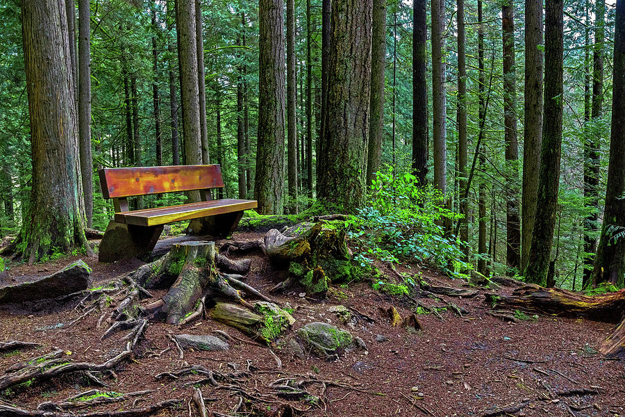 The Bench at the Forest Trail  Photograph by Alex Lyubar