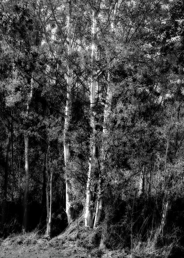 The Birch Trees #1 Photograph by David Patterson