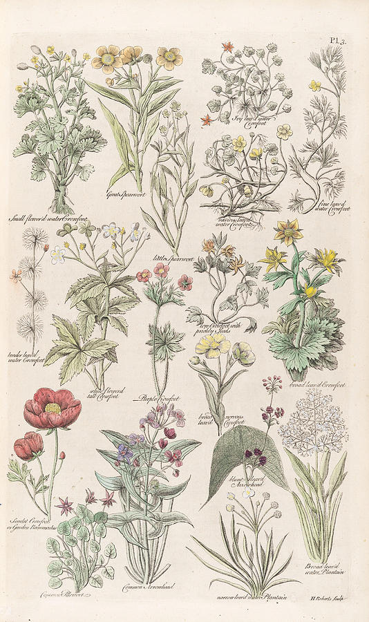 The British Herbal Plate Painting by John Hill - Pixels