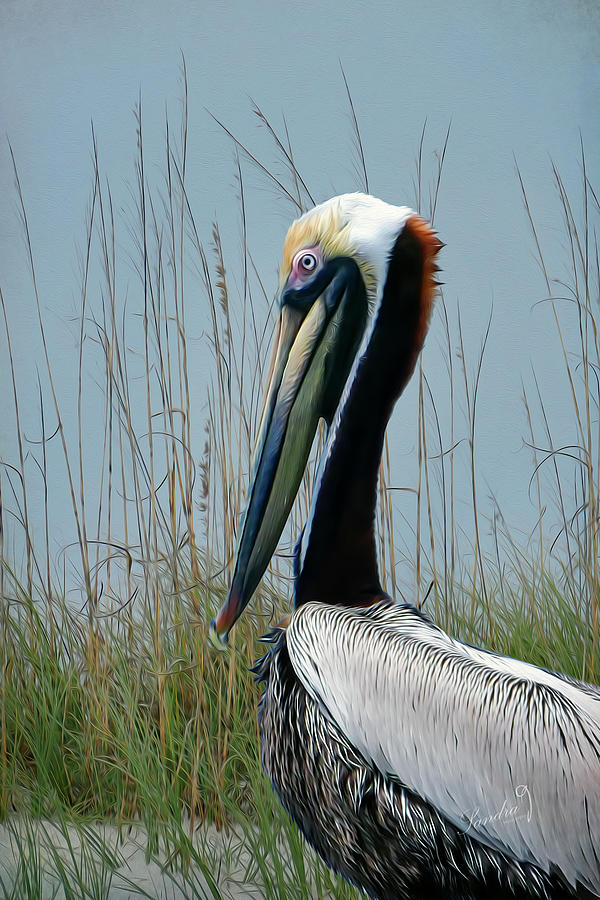 The Brown Pelican Painting #1 Photograph by Sandra Js