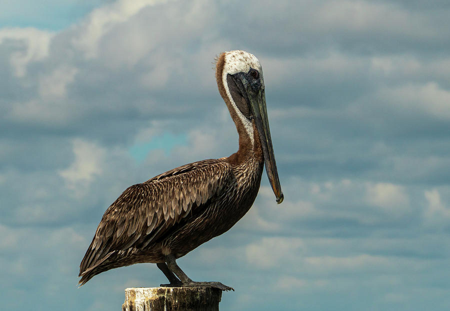 The Brown Pelican  #1 Photograph by Sandra Js
