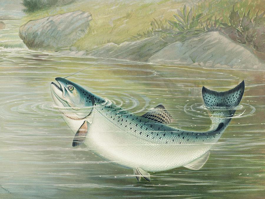 Nature Painting - The California salmon #2 by Samuel Kilbourne