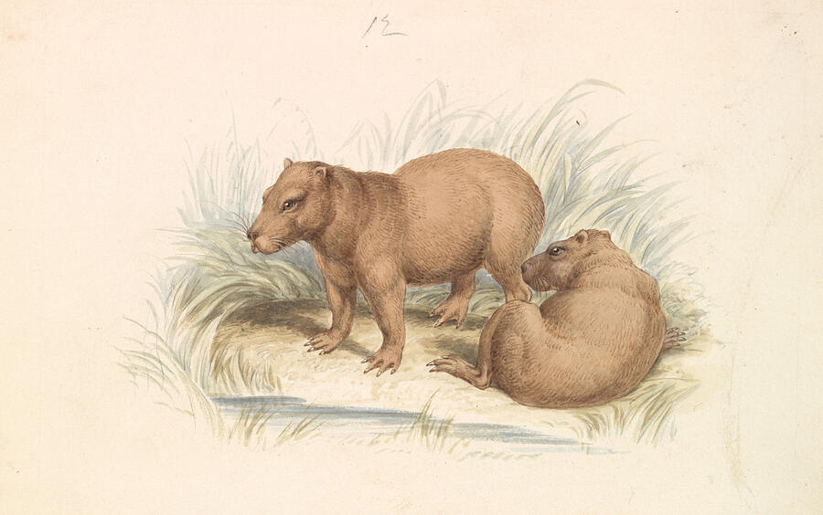 The Capybara, circa 1837 Drawing by Charles Hamilton Smith