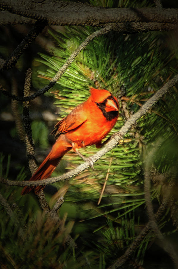 The Cardinal Photograph