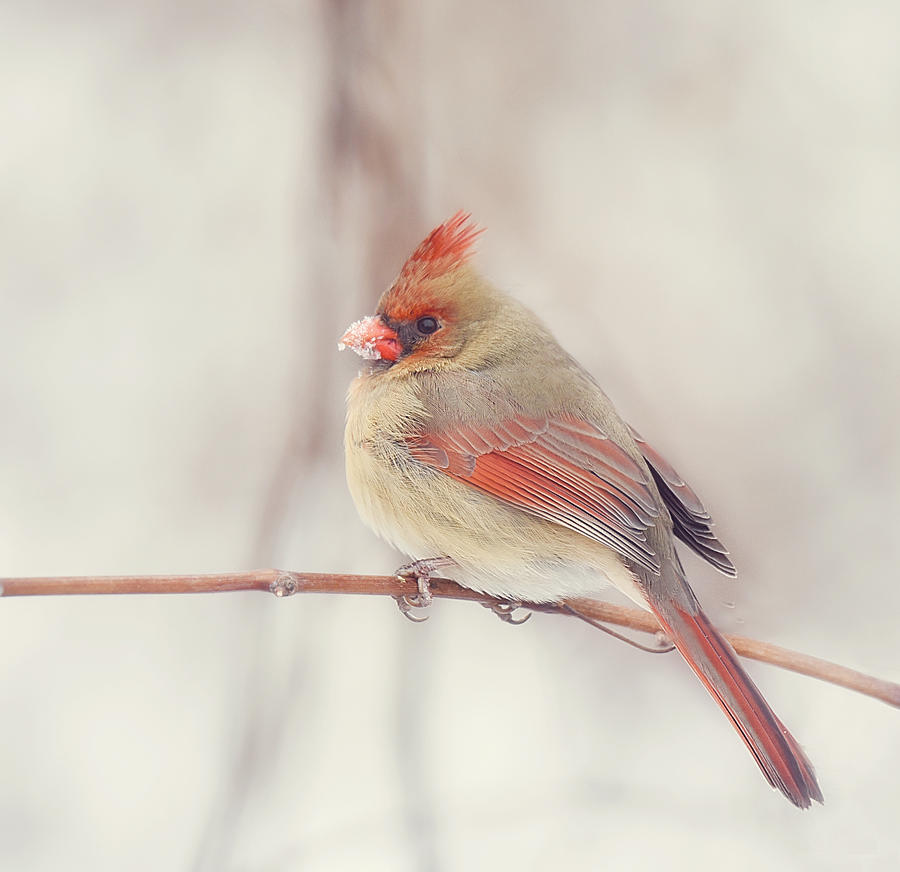 The Cardinal #1 Photograph by Kay Jantzi