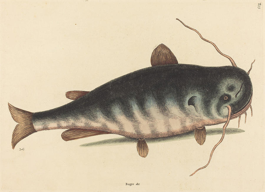 The Cat Fish, Silurus catus #2 Drawing by Mark Catesby