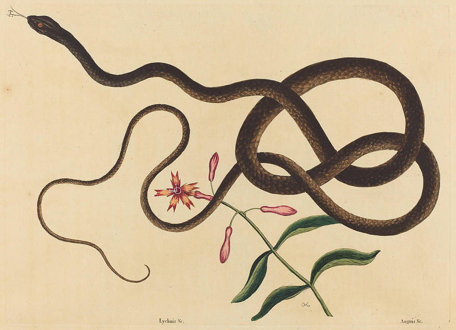 The Coach-Whip Snake, Coluber flagellum #2 Drawing by Mark Catesby