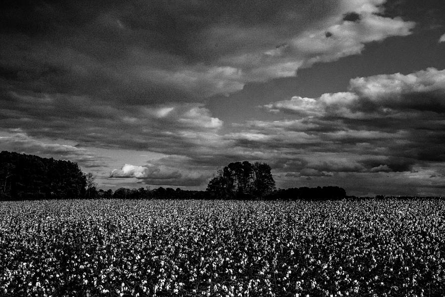 The Cotton Field #1 Photograph by John Harding