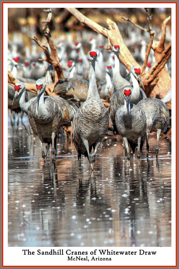 The Cranes of Whitewater Photograph by Robert Harris