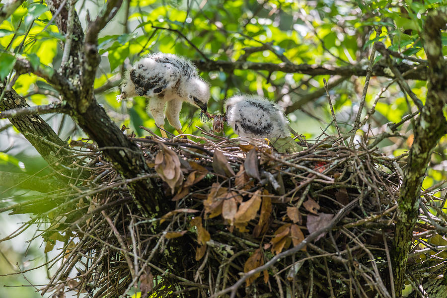 The Crested Goshawk and their babies #1 Photograph by Zhouyousifang