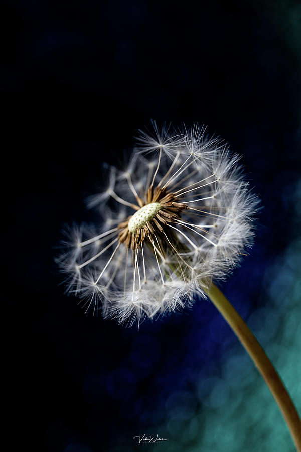 The Dandelion Photograph by Vicki Walsh