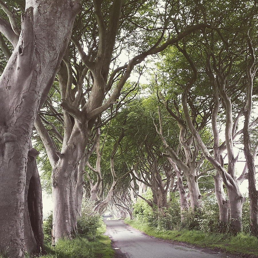 The Dark Hedges G.O.T Photograph by Joelle Philibert