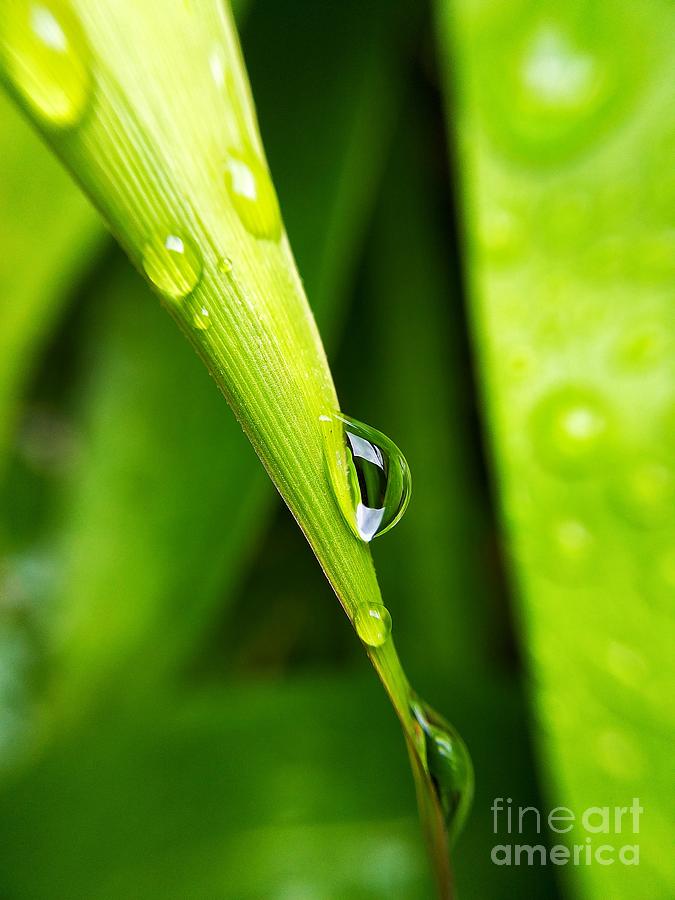 Nature Photograph - The Dew #1 by Saefull Regina