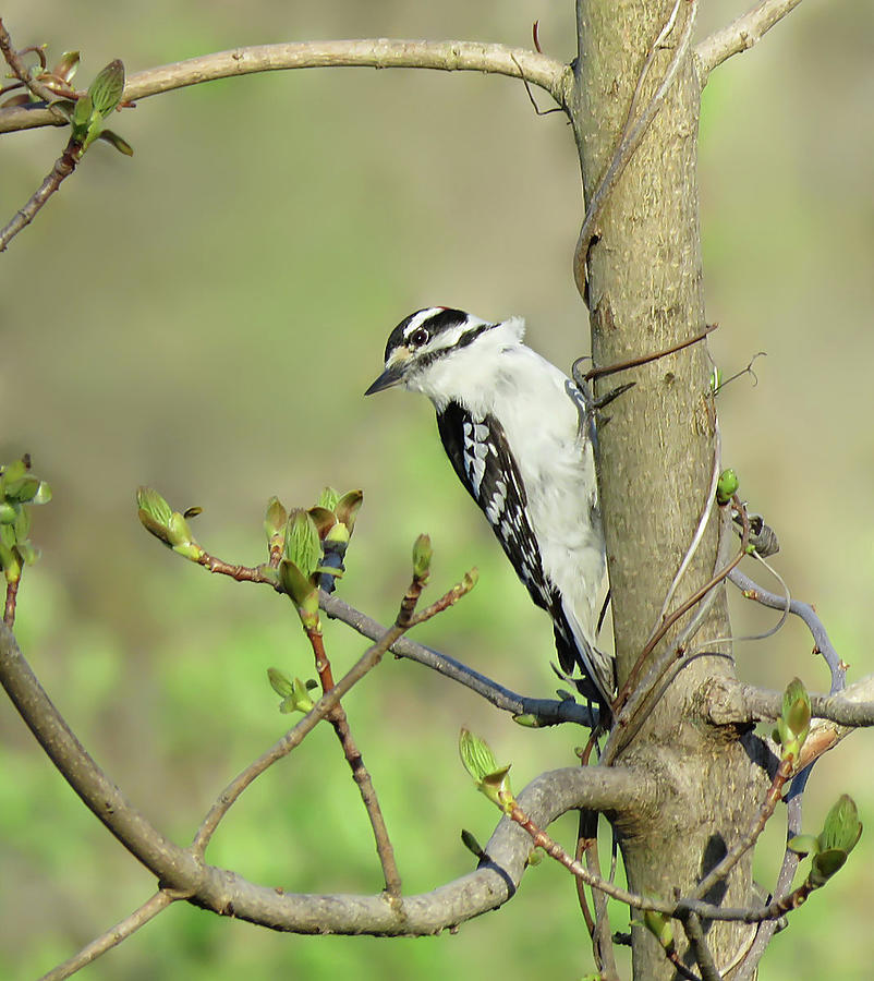 The Downy Woodpecker #1 Photograph by Rebecca Grzenda