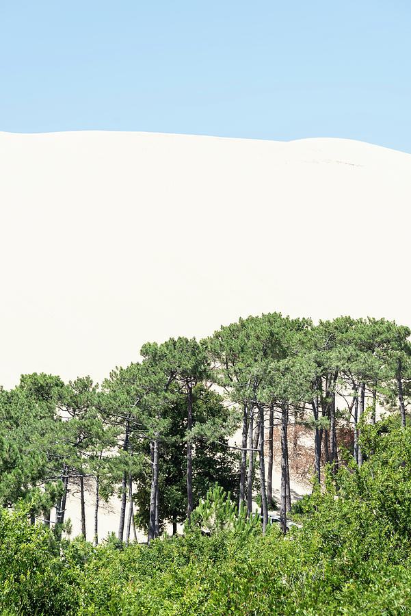 The Dune Of Pilat Photograph