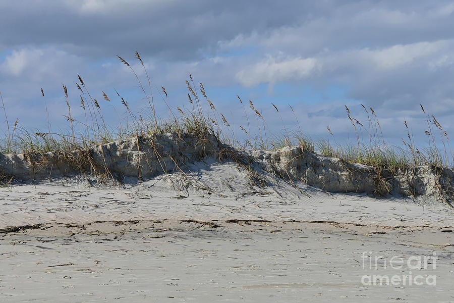 The Dunes At Huntington Beach State Park #1 Photograph by Kathy Baccari