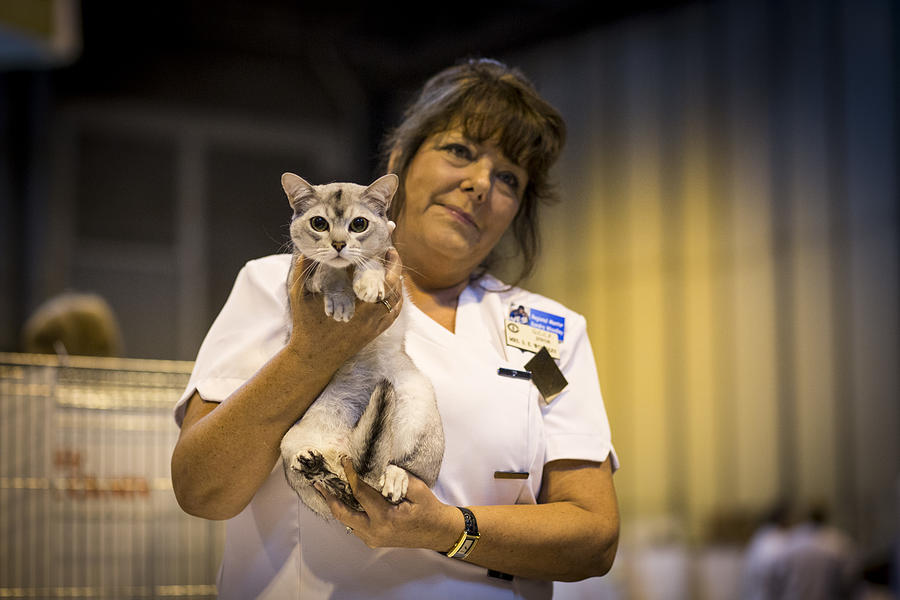 The Feline World Gathers For The Supreme Cat Show 2015 Photograph by Rob Stothard The Feline World Gathers For The Supreme Cat Show 2015 Photograph by Rob Stothard