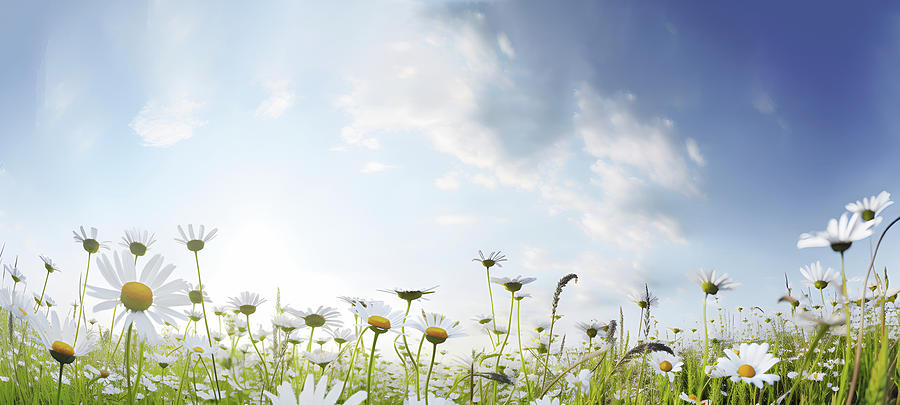 The fields of daisies are surrounded by blue sky and clouds in s ...