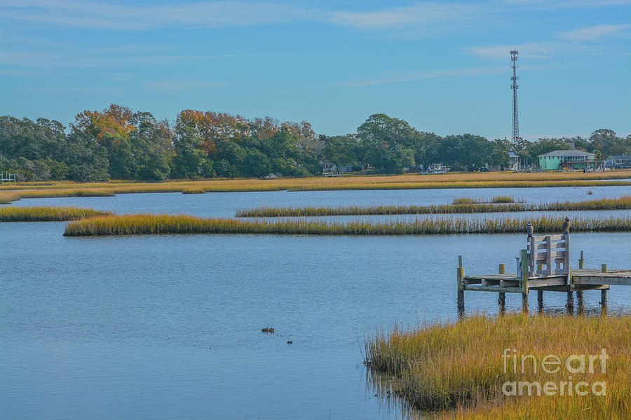 The Freshwater Wetlands Of White Oak River On The Atlantic Coastal Plain In Onslow County, North Car Photograph