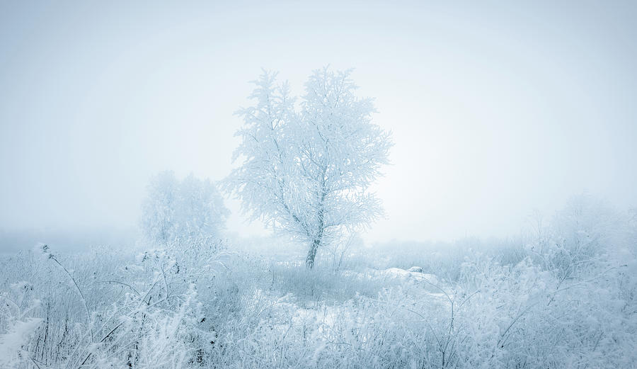 The frozen nature Photograph by Igor Klyakhin - Fine Art America