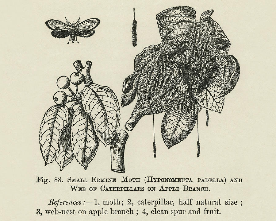 The fruit growers guide Vintage illustration of moth Painting by ...