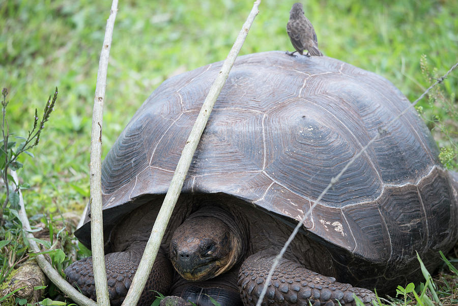 The Galapagos Tortoise. Digital Art by Carol Ailles - Fine Art America