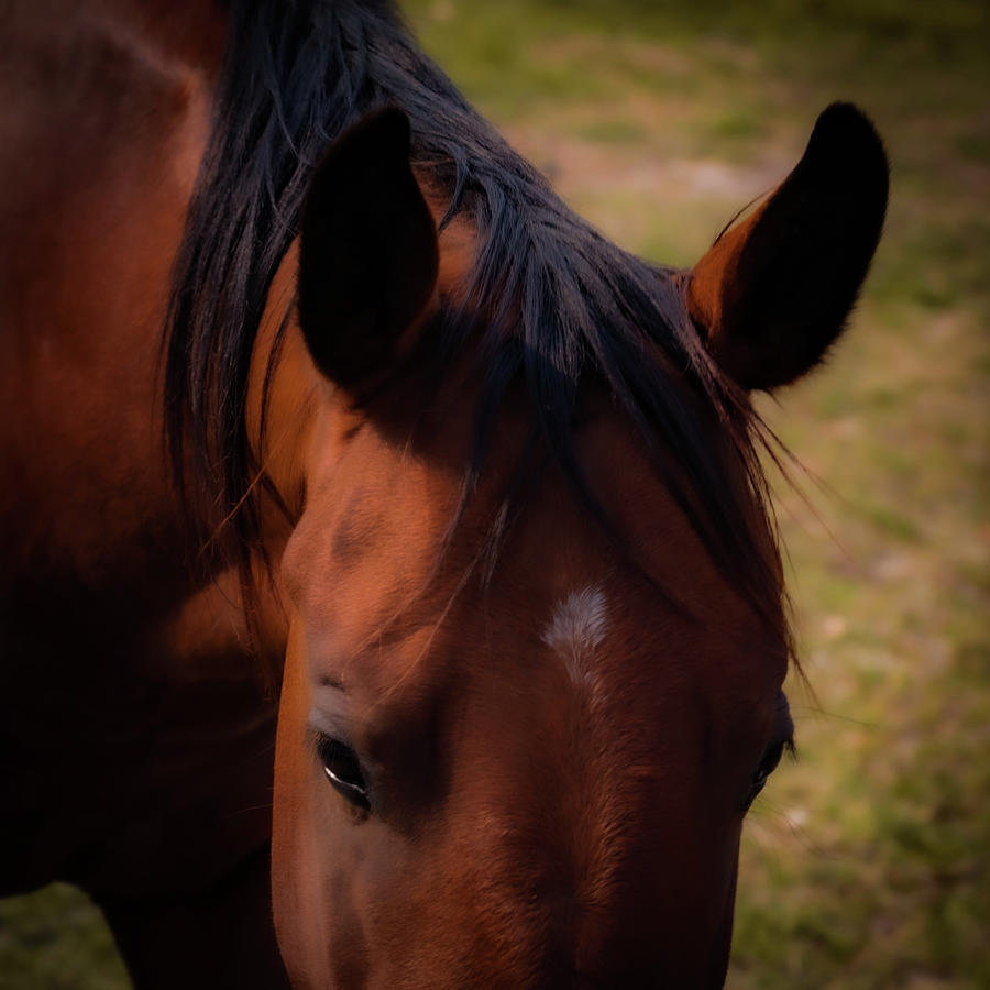 The Gelding #1 Photograph by David Patterson