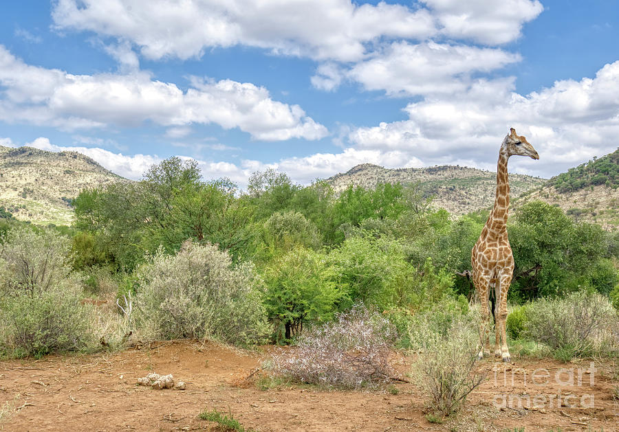 The Giraffe #1 Photograph by Brian Kamprath