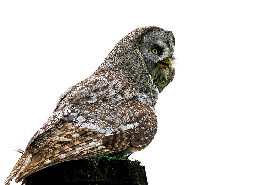 The Great Gray Owl #2 Photograph by Angela Carrion Photography