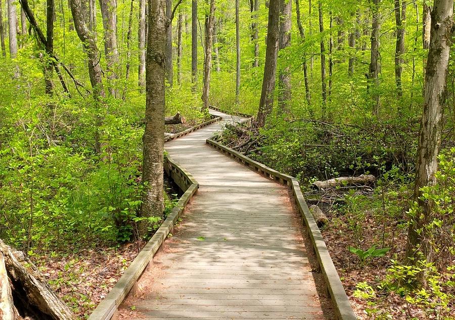 The Great Swamp Photograph by James Penkola - Pixels