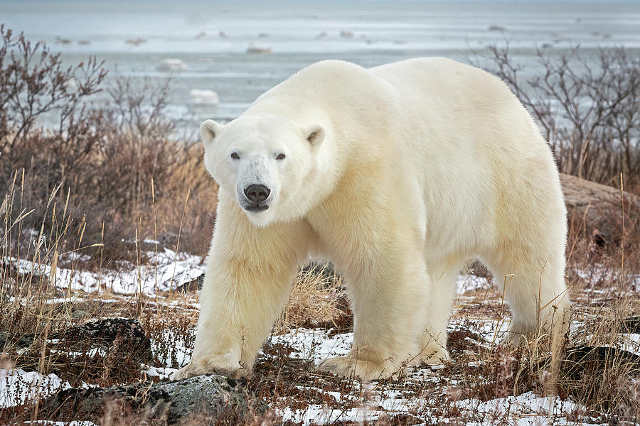 The Great White Bear #1 Photograph by Jack Bell