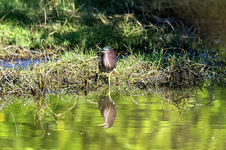 The Green Heron alone shoreline searching for a meal #1 Photograph by Dan Friend