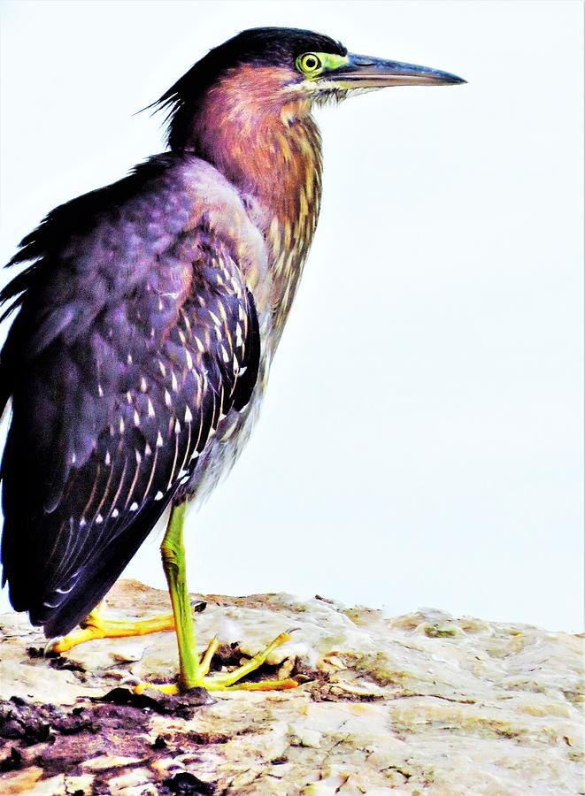 Bird Photograph - The Green Heron  #1 by Lori Frisch