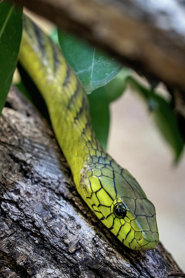 The green mamba venomous snake Photograph by Lubos Chlubny - Fine Art ...