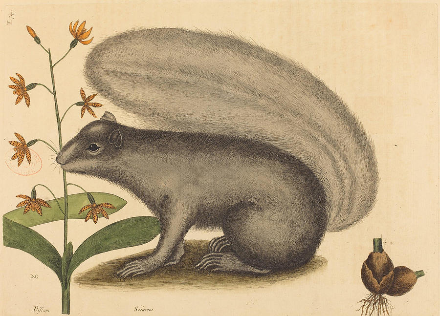 The Grey Fox Squirrel, Sciurus cinereus #2 Drawing by Mark Catesby