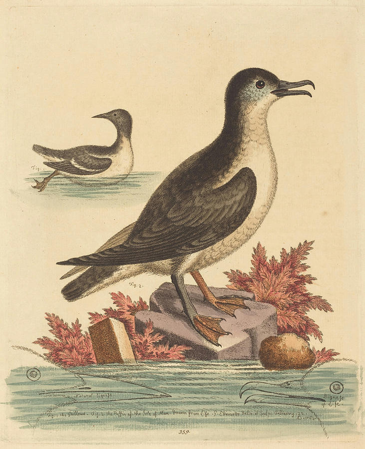 George Edwards Drawing - The Guillemot and the Puffin of the Isle of Man #2 by George Edwards