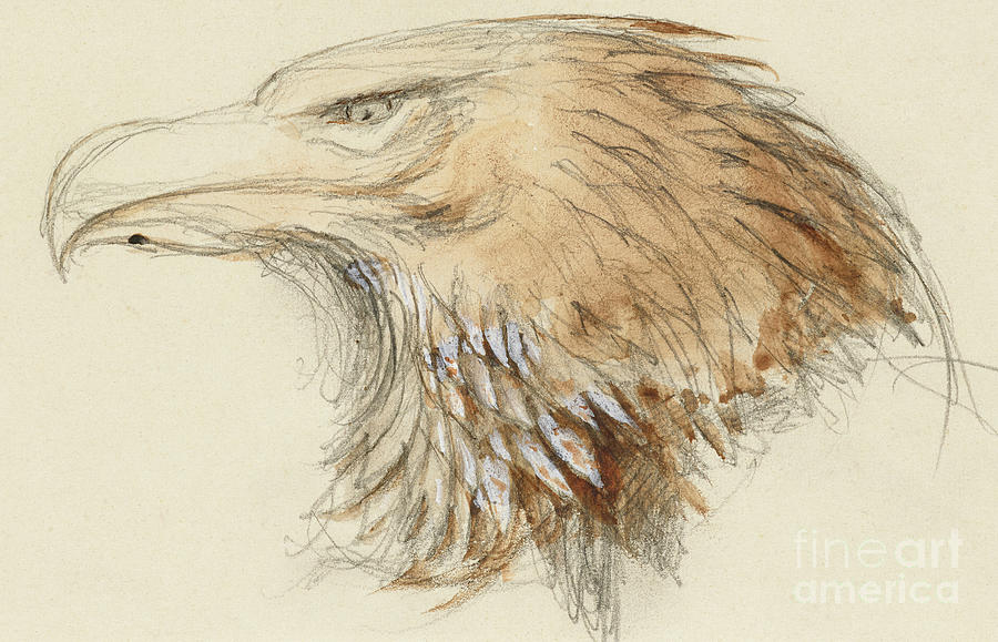 The Head of a common Golden Eagle Painting by John Ruskin