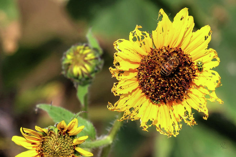 Sunflower Photograph - The Honeybee and the Ladybug #2 by Robert Harris