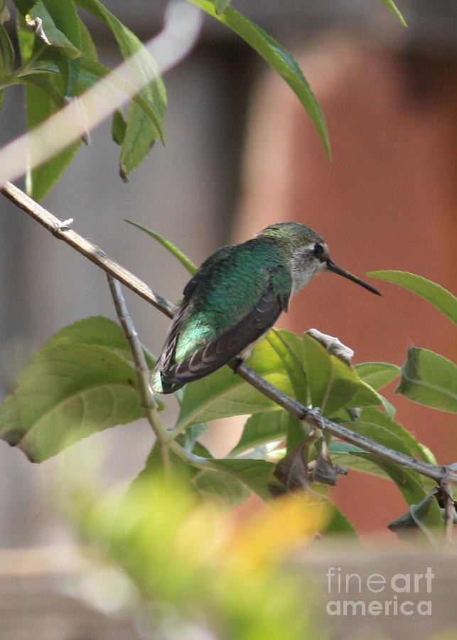 The Hummingbird Watcher #1 Photograph by Carol Groenen