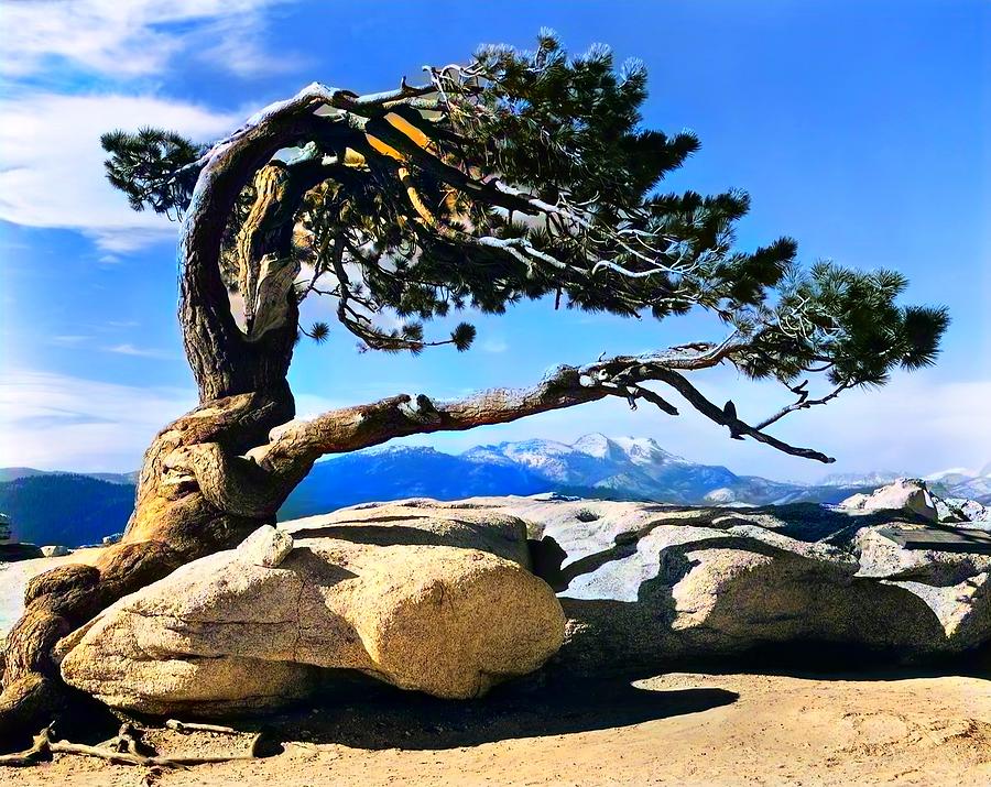 The Jeffery Pine #1 Photograph by Ansel Adams