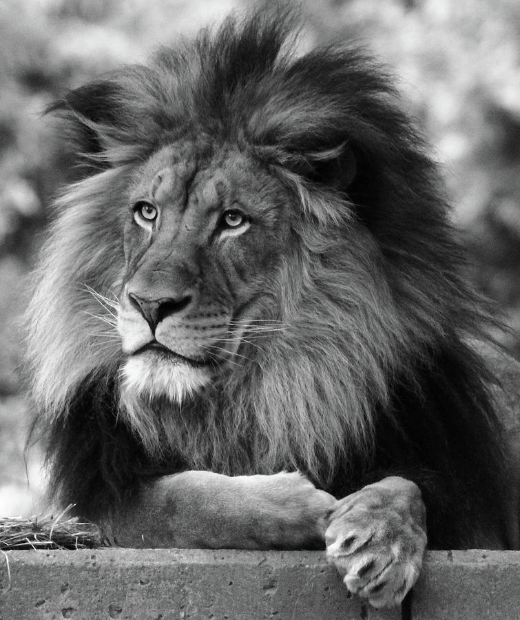 The King in b/w #1 Photograph by Ronda Ryan