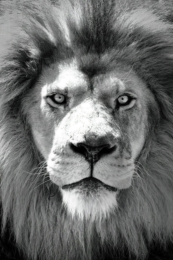 The King Photograph by Lens Art Photography By Larry Trager
