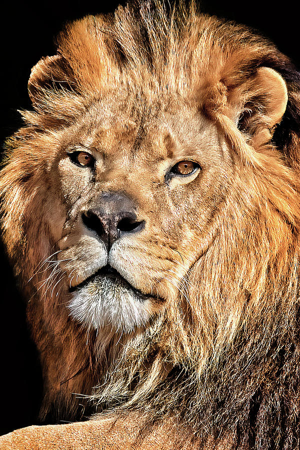 Wildlife Photograph - The King #2 by Marcia Colelli