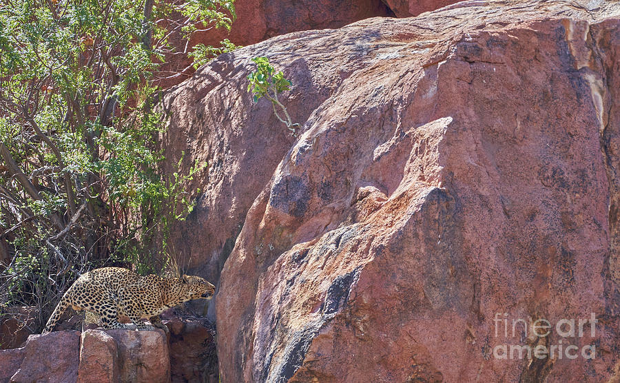 The Leopard #1 Photograph by Brian Kamprath