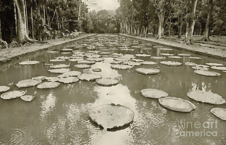 Africa Digital Art - The Lily Ponds of Pamplemousse Botanic Garden #1 by Jules Walters